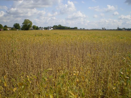 Property photo 21 - 75+/- Acres in 9 Tracts